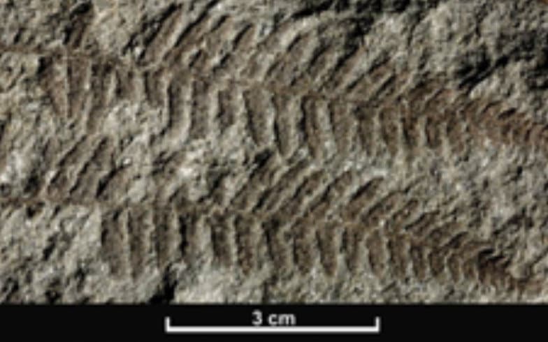 Palm leaves fossilized in stone
