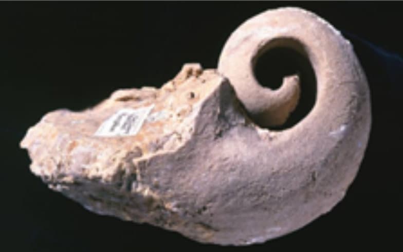 Snail Shell Fossil
