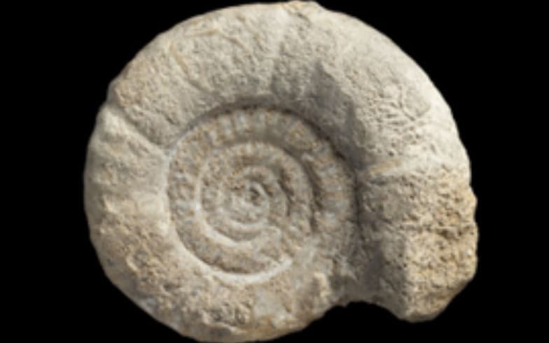 Sea Snail Shell Fossile
