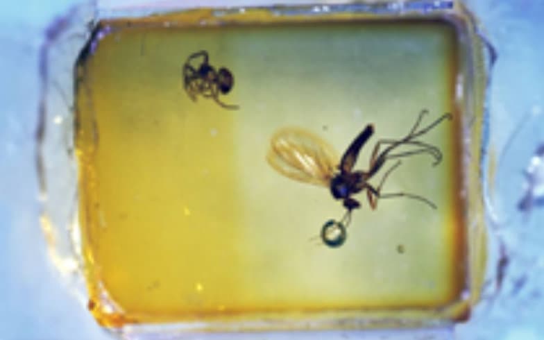 Mosquitos in Amber Sauce